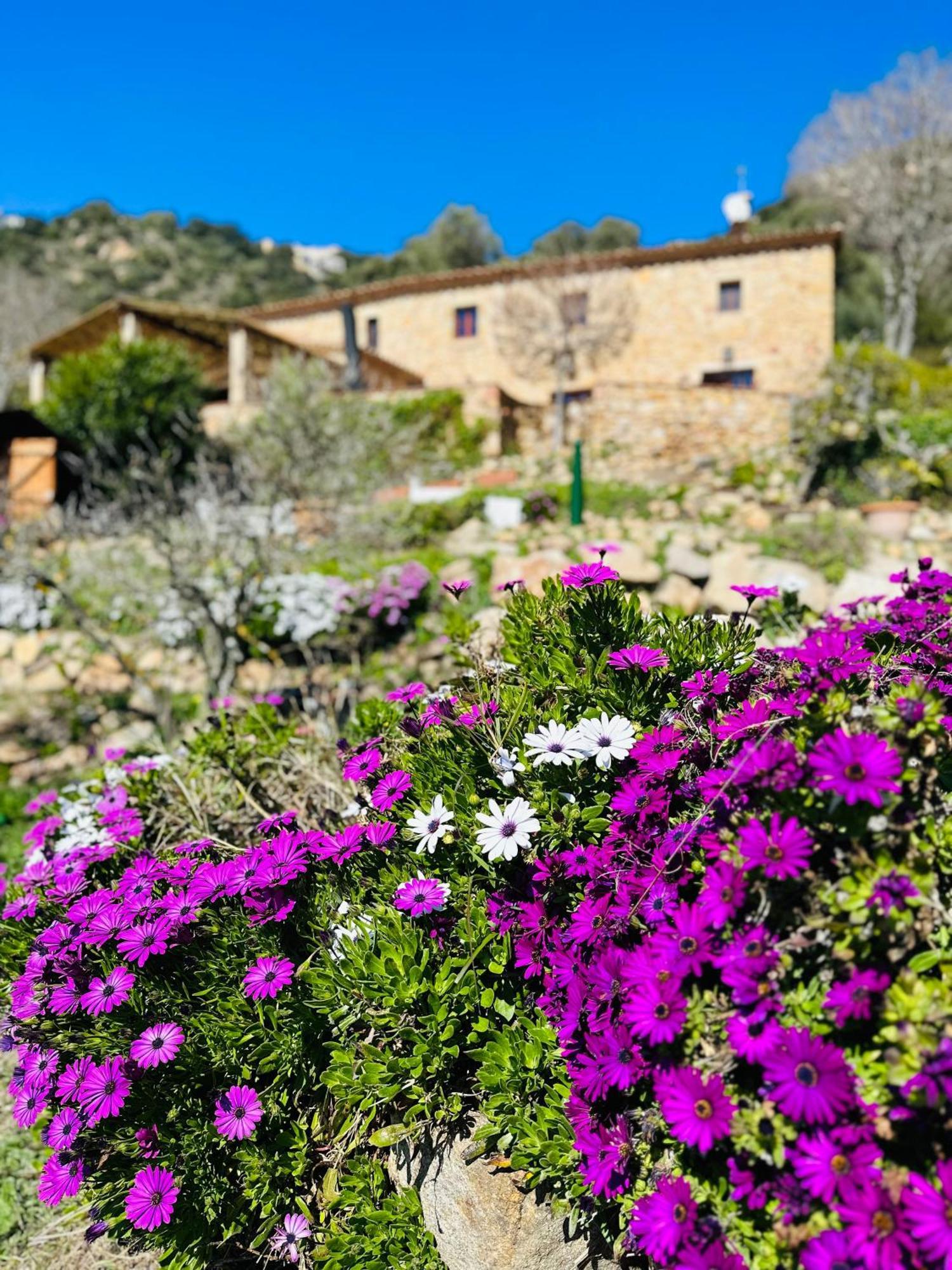 B&B La Vista Brava Platja d'Aro Exterior photo